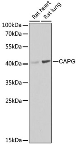 Invitrogen CAPG Polyclonal Antibody 100 &mu;L; Unconjugated:Antibodies,
