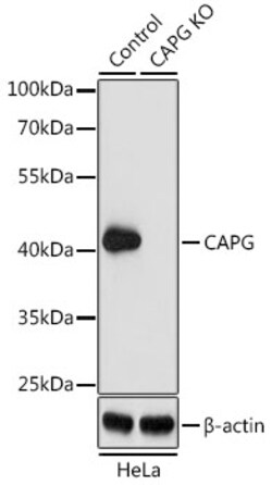 Invitrogen CAPG Polyclonal Antibody 100 &mu;L; Unconjugated:Antibodies,