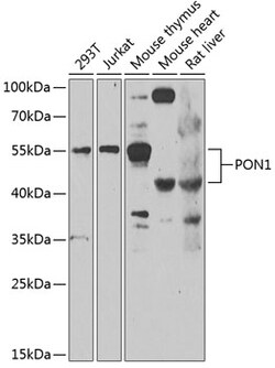 Invitrogen PON1 Polyclonal Antibody 100 &mu;L; Unconjugated:Antibodies,