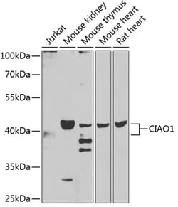 Invitrogen WDR39 Polyclonal Antibody 100 &mu;L; Unconjugated:Antibodies,