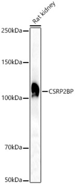 Invitrogen CSRP2BP Polyclonal Antibody 100 &mu;L; Unconjugated:Antibodies,