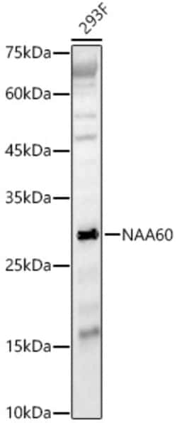 Invitrogen NAT15 Polyclonal Antibody 100 &mu;L; Unconjugated:Antibodies,