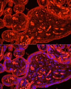 Invitrogen ATG9B Polyclonal Antibody 100 &mu;L; Unconjugated:Antibodies,