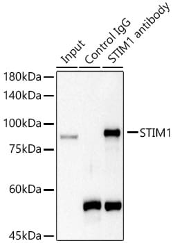 Invitrogen STIM1 Polyclonal Antibody 100 &mu;L; Unconjugated:Antibodies,