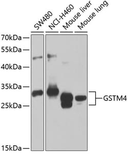 Invitrogen GSTM4 Polyclonal Antibody 100 &mu;L; Unconjugated:Antibodies,