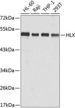 Invitrogen HLX Polyclonal Antibody 100 &mu;L; Unconjugated:Antibodies,
