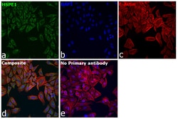 Invitrogen HSPE1 Polyclonal Antibody 100 &mu;L | Buy Online | Invitrogen&trade; | Fisher Scientific