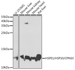 Invitrogen HSPE1 Polyclonal Antibody 100 &mu;L | Buy Online | Invitrogen&trade; | Fisher Scientific