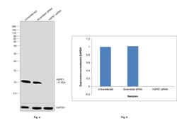 Invitrogen HSPE1 Polyclonal Antibody 100 &mu;L | Buy Online | Invitrogen&trade; | Fisher Scientific