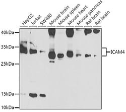 Invitrogen ICAM-4 Polyclonal Antibody 100 &mu;L; Unconjugated:Antibodies,
