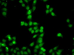 Invitrogen HDGFRP2 Polyclonal Antibody 100 &mu;L; Unconjugated:Antibodies,