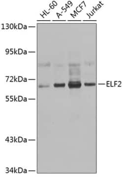 Invitrogen ELF2 Polyclonal Antibody 100 &mu;L; Unconjugated:Antibodies,