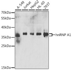 Invitrogen hnRNP A1 Polyclonal Antibody 100 &mu;L; Unconjugated:Antibodies,