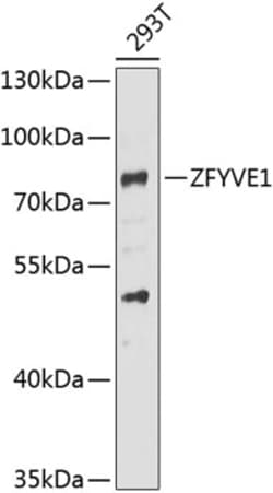 Invitrogen ZFYVE1 Polyclonal Antibody 100 &mu;L; Unconjugated:Antibodies,