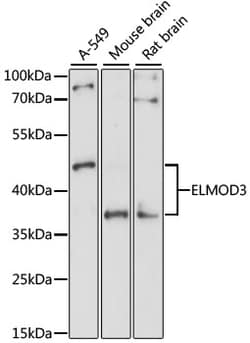 Invitrogen ELMOD3 Polyclonal Antibody 100 &mu;L; Unconjugated:Antibodies,