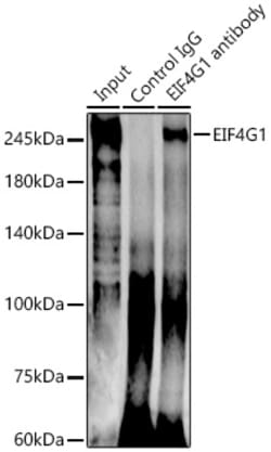 Invitrogen eIF4G Polyclonal Antibody 100 &mu;L; Unconjugated:Antibodies,