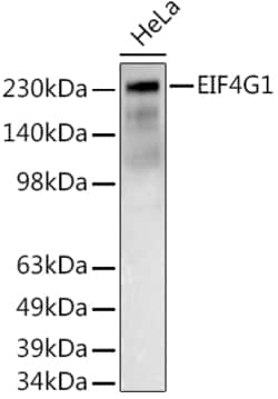 Invitrogen eIF4G Polyclonal Antibody 100 &mu;L; Unconjugated:Antibodies,
