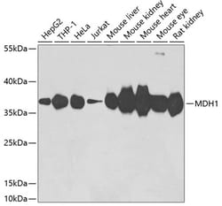 Invitrogen MDH1 Polyclonal Antibody 100 &mu;L; Unconjugated:Antibodies,