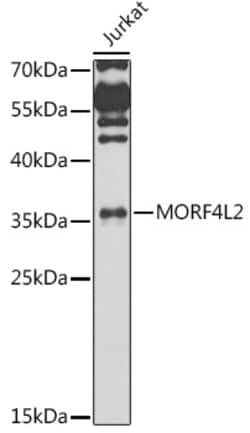 Invitrogen MORF4L2 Polyclonal Antibody 100 &mu;L; Unconjugated:Antibodies,
