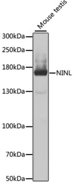 Invitrogen NINL Polyclonal Antibody 100 &mu;L; Unconjugated:Antibodies,