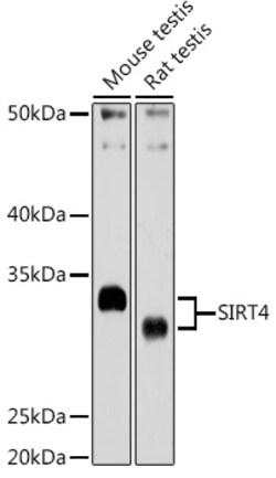 Invitrogen SIRT4 Polyclonal Antibody 100 &mu;L; Unconjugated:Antibodies,