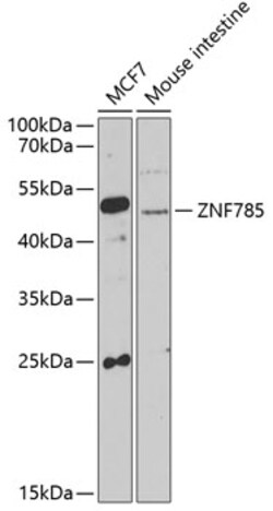 Invitrogen ZNF785 Polyclonal Antibody 100 &mu;L; Unconjugated:Antibodies,