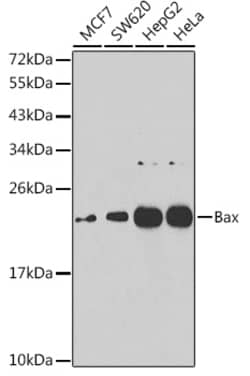 Invitrogen Bax Polyclonal Antibody 100 &mu;L | Buy Online | Invitrogen&trade; | Fisher Scientific