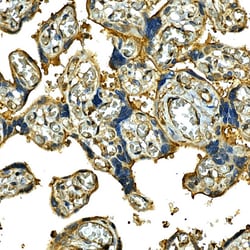 Invitrogen CD49b (Integrin alpha 2) Polyclonal Antibody 100 &mu;L; Unconjugated:Antibodies,