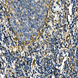 Invitrogen CD49b (Integrin alpha 2) Polyclonal Antibody 100 &mu;L; Unconjugated:Antibodies,