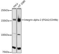 Invitrogen CD49b (Integrin alpha 2) Polyclonal Antibody 100 &mu;L; Unconjugated:Antibodies,