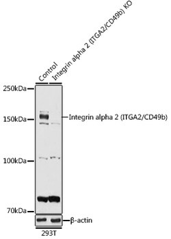 Invitrogen CD49b (Integrin alpha 2) Polyclonal Antibody 100 &mu;L; Unconjugated:Antibodies,
