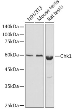 Invitrogen Chk1 Polyclonal Antibody 100 &mu;L; Unconjugated:Antibodies,