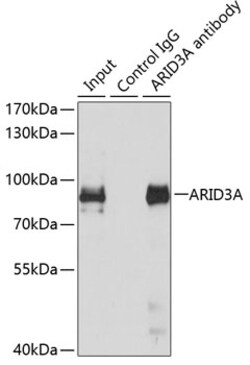 Invitrogen DRIL1 Polyclonal Antibody 100 &mu;L; Unconjugated:Antibodies,