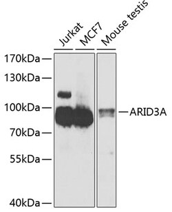 Invitrogen DRIL1 Polyclonal Antibody 100 &mu;L; Unconjugated:Antibodies,
