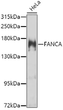 Invitrogen FANCA Polyclonal Antibody 100 &mu;L; Unconjugated:Antibodies,