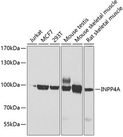 Invitrogen INPP4A Polyclonal Antibody 100 &mu;L; Unconjugated:Antibodies,
