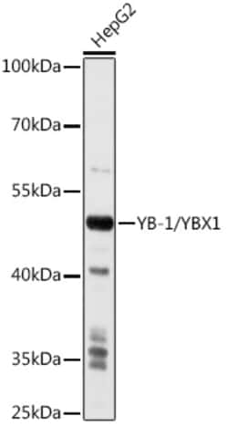 Invitrogen YBX1 Polyclonal Antibody 100 &mu;L; Unconjugated:Antibodies,