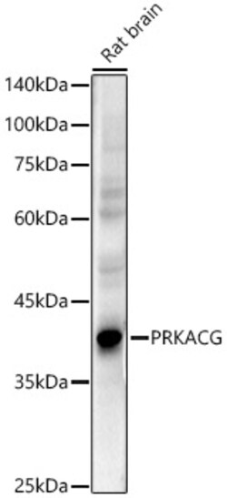 Invitrogen PKA gamma Polyclonal Antibody 100 &mu;L | Buy Online | Invitrogen&trade; | Fisher Scientific