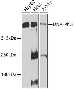 Invitrogen DNA-PK Polyclonal Antibody 100 &mu;L | Buy Online | Invitrogen&trade; | Fisher Scientific