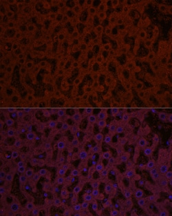 Invitrogen SHH Polyclonal Antibody 100 &mu;L; Unconjugated:Antibodies,