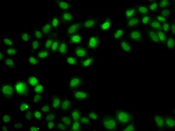 Invitrogen SULT2B1 Polyclonal Antibody 100 &mu;L; Unconjugated:Antibodies,