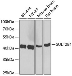 Invitrogen SULT2B1 Polyclonal Antibody 100 &mu;L; Unconjugated:Antibodies,