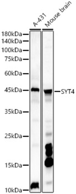 Synaptotagmin 4 Polyclonal Antibody, Invitrogen 100 &mu;L; Unconjugated:Antibodies,