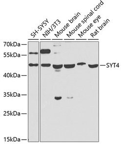 Synaptotagmin 4 Polyclonal Antibody, Invitrogen 100 &mu;L; Unconjugated:Antibodies,