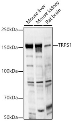 Invitrogen TRPS1 Polyclonal Antibody 100 &mu;L; Unconjugated:Antibodies,