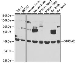 Invitrogen ST8SIA2 Polyclonal Antibody 100 &mu;L; Unconjugated:Antibodies,