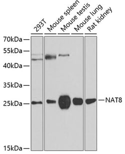 Invitrogen NAT8 Polyclonal Antibody 100 &mu;L; Unconjugated:Antibodies,