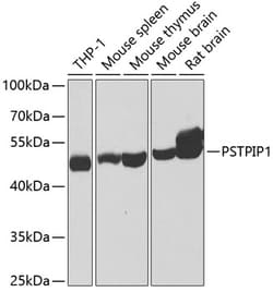 Invitrogen PSTPIP1 Polyclonal Antibody 100 &mu;L; Unconjugated:Antibodies,