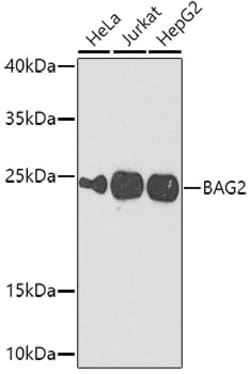 Invitrogen BAG2 Polyclonal Antibody 100 &mu;L | Buy Online | Invitrogen&trade; | Fisher Scientific