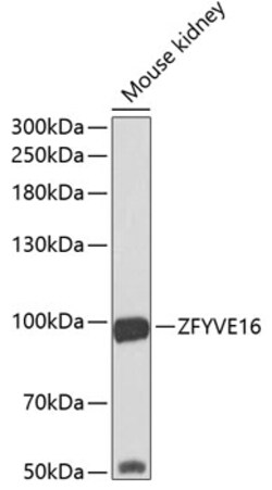 Invitrogen ZFYVE16 Polyclonal Antibody 100 &mu;L; Unconjugated:Antibodies,